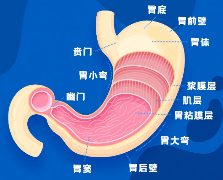為什么做普通胃鏡還是無(wú)痛胃鏡前，都要空腹